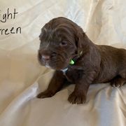 Light green - Sporty Mix puppy in Ferndale, Washington from Juanita’s Springers