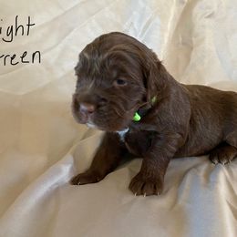 Light green - Sporty Mix puppy in Ferndale, Washington from Juanita’s Springers