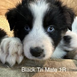 Australian Shepherd Puppies from Windy Hill Aussies