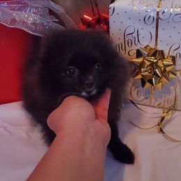 "Male : Diesel 16 Dec 2023" Pomeranian Puppies from Fancy Paws Pomeranian