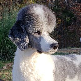 Lakota - Poodle