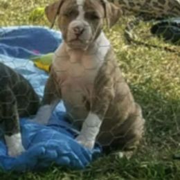 American Staffordshire Terriers from Ali-Aj