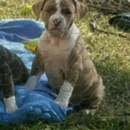 American Staffordshire Terriers from Ali-Aj