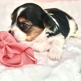 Bambi - Black tan and white female Biewer Terrier puppy in Concord, California from Puppy Boutique