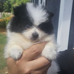 Dopey - Black parti male Pomeranian puppy in Laredo, Texas from SASH Poms