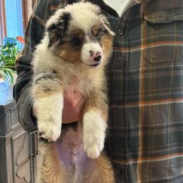 Harper - Blue merle male Miniature American Shepherd puppy in Ballico, California from SierraVu Minis