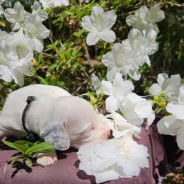 Boy 5 Black - White male Llewellin Setter puppy in North Dinwiddie, Virginia from Pups Furever