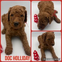 Doc Holiday - Red  male Poodle puppy in Mount Vernon, Illinois from AMC Poodles