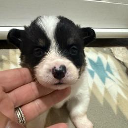 Van - Black and tan male Pembroke Welsh Corgi puppy in Decatur, Texas from Bar S Corgis