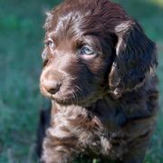 Boykin Spaniels from 3 & 20 Kennel
