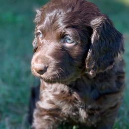 Boykin Spaniels from 3 & 20 Kennel