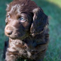 Boykin Spaniels from 3 & 20 Kennel