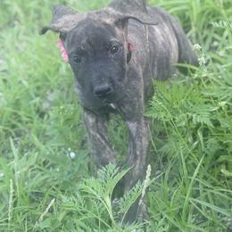 MeatBall - Brindle female Great Dane puppy in Lehigh Acres, Florida from Florida Wrinkles
