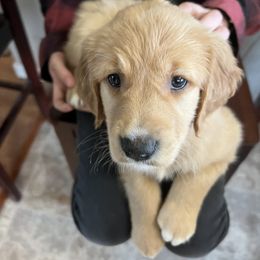 Golden Retriever Puppies from Mountain Reign Golden Retrievers