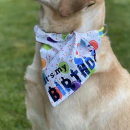 Labrador Retrievers from Landsburg Labradors