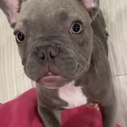 Mavi - French Bulldog