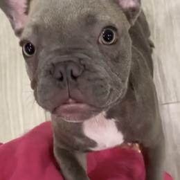 Mavi - French Bulldog