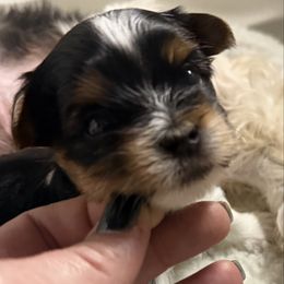 Boy 1 - Black tan and white male Biewer Terrier puppy in Woodside, New York from Allure Biewer Terriers