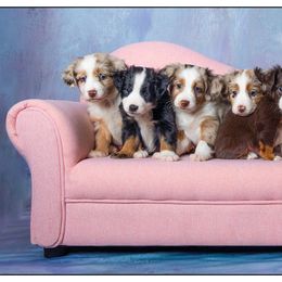 Miniature Australian Shepherd Puppies from Royal Aussies of Virginia