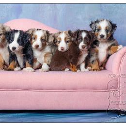 Miniature Australian Shepherd Puppies from Royal Aussies of Virginia