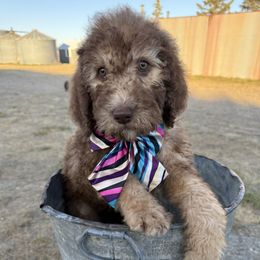 Winifred - Sable female Saint Berdoodle puppy in Beach, North Dakota from Badland St. Berdoodles LLC