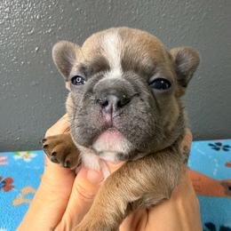 Girl 4 - Blue female French Bulldog puppy in Spanaway, Washington from Frog Faced Frenchies