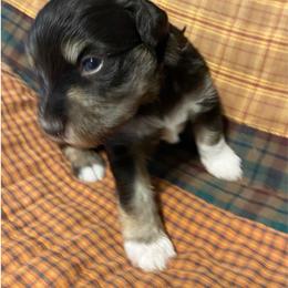 Miniature Schnauzer Puppies from Alves Miniature Schnauzers