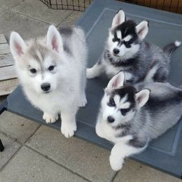 Siberian Huskies from Dream Catcher Siberians