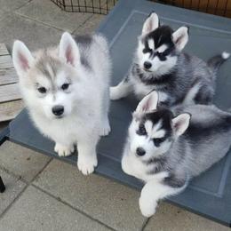 Siberian Huskies from Dream Catcher Siberians