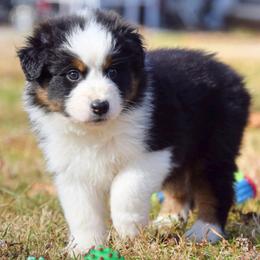 Australian Shepherd and Chihuahua Puppies from RockyTop Hearts
