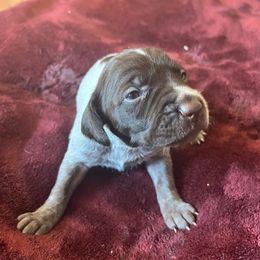 Wirehaired Pointing Griffon Puppies from Hall's TX Griffons