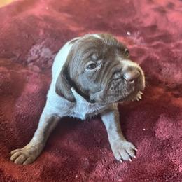 Wirehaired Pointing Griffon Puppies from Hall's TX Griffons