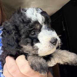 Girl 5 (Dark tri) - Tri-color female Bernedoodle puppy in Grandview, Texas from Big Sky Bernedoodles