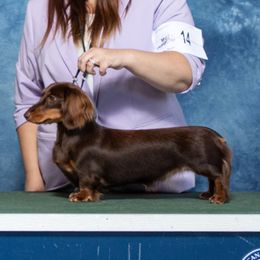 Sequoia  - Dachshund