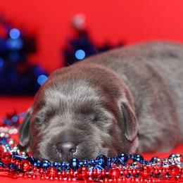 Locket - Black male Labrador Retriever puppy in Morrilton, Arkansas from Ancient Dogges Performance Dogs