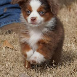Red Merle 1 - Red merle male Miniature Australian Shepherd puppy in Lawton, Oklahoma from Lindsey’s Aussies