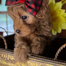 Robin - Red female Cavapoo puppy in Waldron, Arkansas from Kay’s Cutie Poos