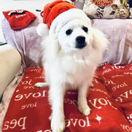 Bentley - White male Pomeranian puppy in St. Louis, Missouri from Saint Louis Pomeranian babies