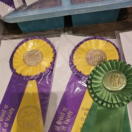 Weimaraner Puppies from So-IN Weimaraner's