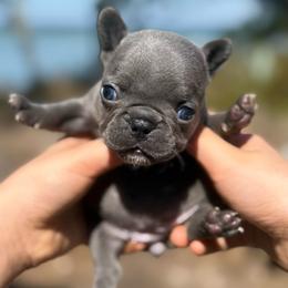 Blue Brindle Girl (Joules x Meeko) - Blue female French Bulldog puppy in Gulf Breeze, Florida from SW Frenchies
