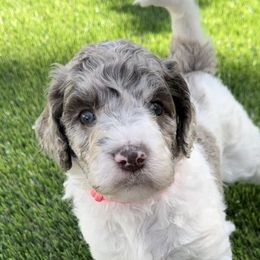 Girl 2 - Merle Labradoodle puppy in Cedar City, Utah from Doodles Playground