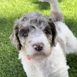 Girl 2 - Merle Labradoodle puppy in Cedar City, Utah from Doodles Playground