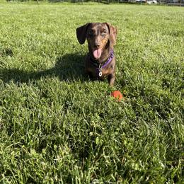 Pickles - Dachshund