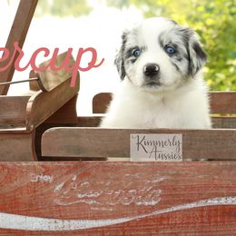 Buttercup - Blue merle Australian Shepherd puppy in St. Louis, Missouri from Kimmerly Aussies
