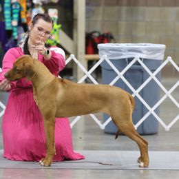 Amina - Rhodesian Ridgeback