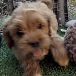 Rosé - Cream female Cockapoo puppy in Williamston, South Carolina from Sassy Bob’s Dogs