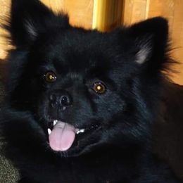 Pomskies from Love My Fur Babies