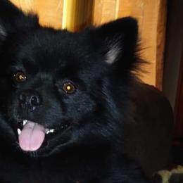 Pomskies from Love My Fur Babies