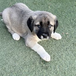 Anatolian Shepherd Dog Puppies from WanderDogs.Co