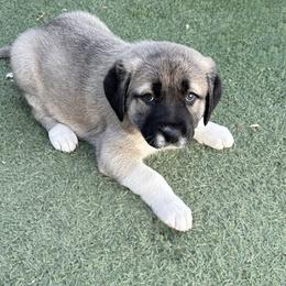 Anatolian Shepherd Dog Puppies from WanderDogs.Co
